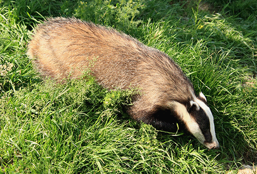 Badger