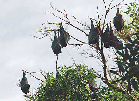 Fruit bats