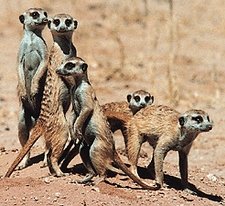 Meerkats live in colonies