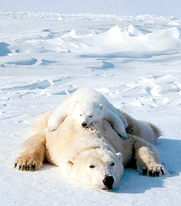 Polar bear mother and baby