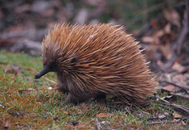 Echidna