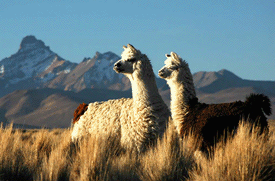 Alpacas