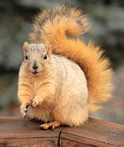 Squirrel
