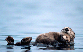 A baby sea otter spends most of its time lying on its mother's chest, while she floats on her back.