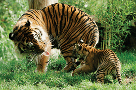 Sumatran tiger with cub