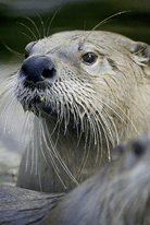Otter