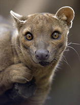 Fossa