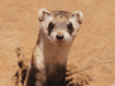 Ferret