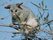Possum