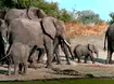 Elephants