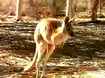 Kangaroo