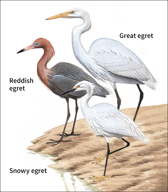 egret