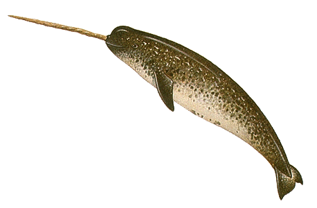 Narwhal