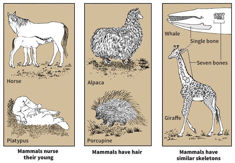Characteristics of mammals