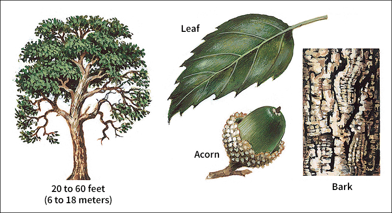 cork oak