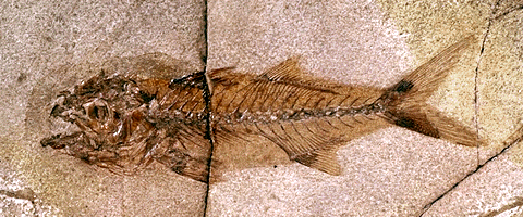 fossil fish