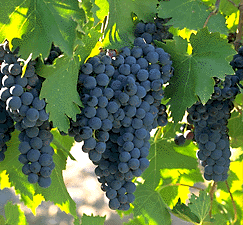 Napa Valley grape