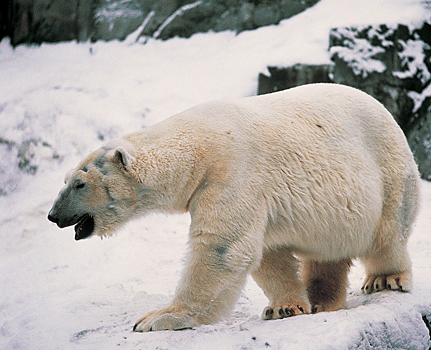 polar bear