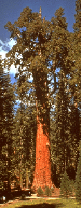 sequoia