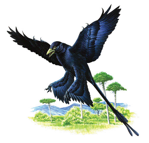 Microraptor