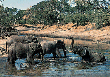 Elephants cool off