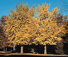 ginkgo