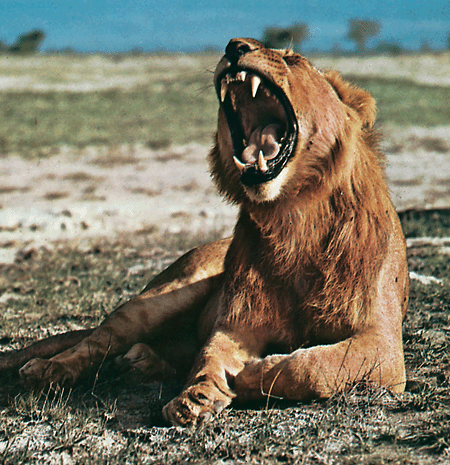 lion