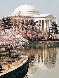 Cherry blossoms bloom in Washington, D.C. Dean Brown from Nancy Palmer