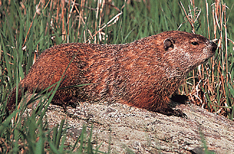 woodchuck