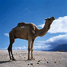 camel