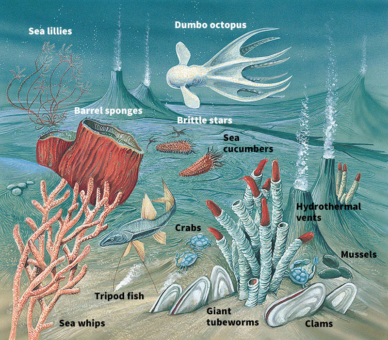 hydrothermal vent