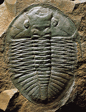 trilobite