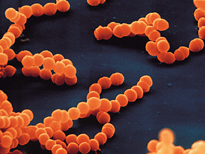 bacteria