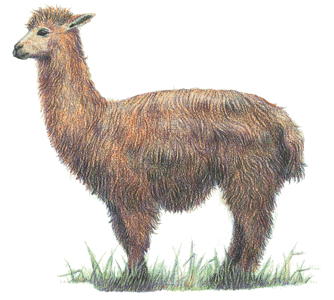 Alpaca