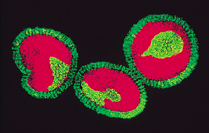 flu virus