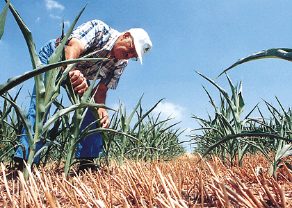 A farmer examines crops damaged by drought