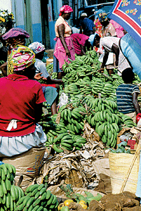 bananas