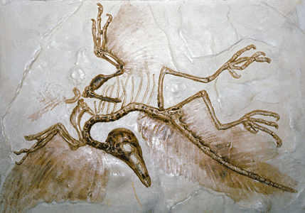 Archaeopteryx