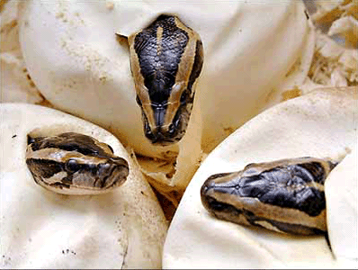 pythons