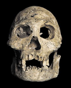 homo erectus