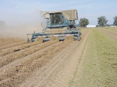 peanut harvest