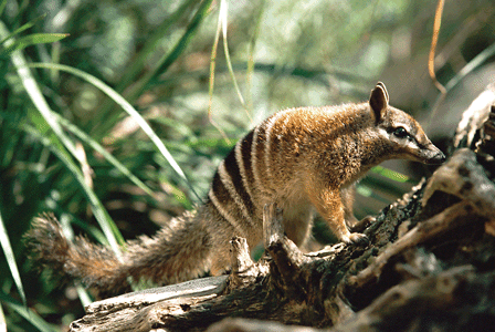 Numbat