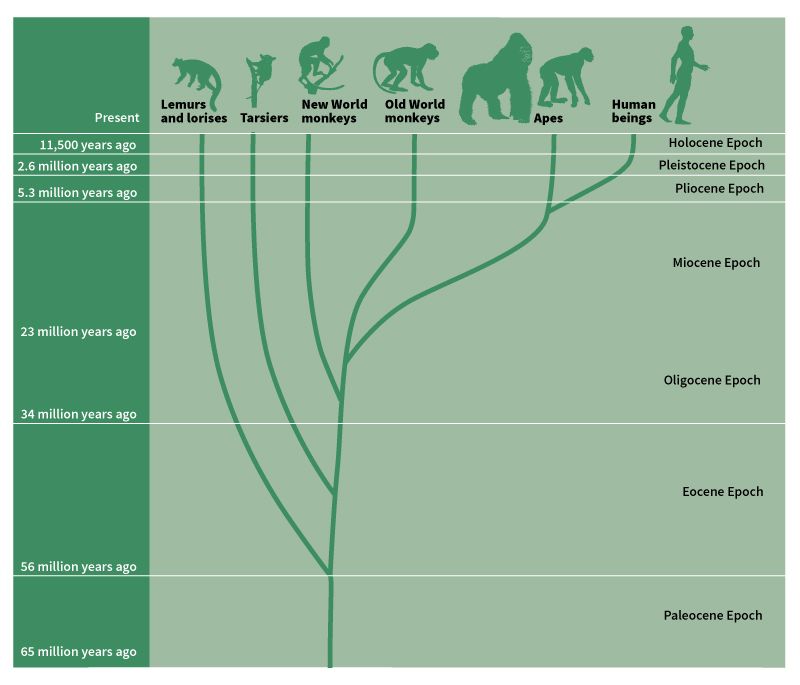 Primates