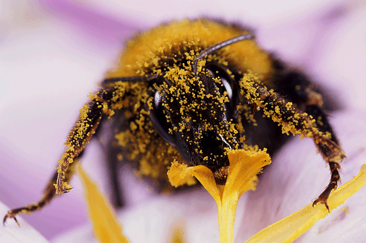 Bee covered in pollen