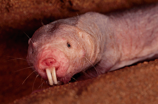 naked mole rat