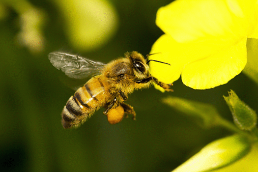 honey bee