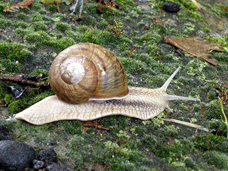 land snail