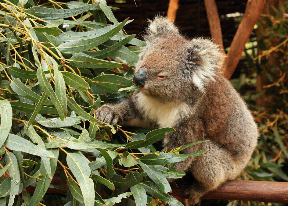 Koala eating eucalyptus leaves 