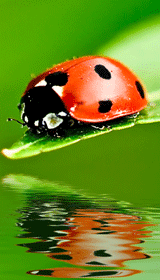 Ladybug