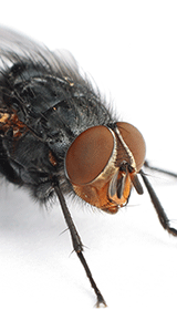 Fly